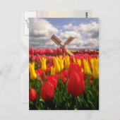 Carte Postale Champ de Tulipe rouge, fleurs de l'Oregon (Devant / Derrière)