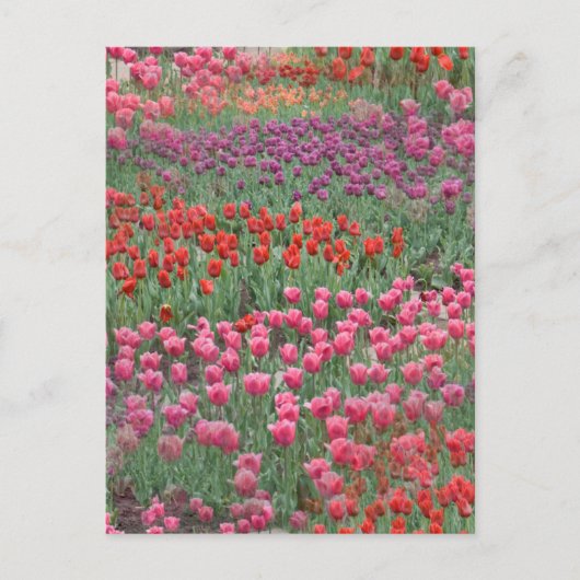 Carte Postale Champ de Tulipes (Devant)