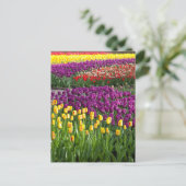 Carte Postale Champ de Tulipes (Debout devant)