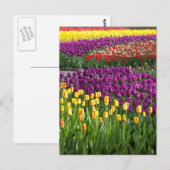 Carte Postale Champ de Tulipes (Devant / Derrière)