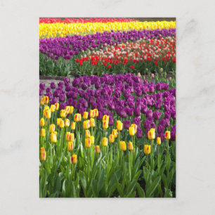Carte Postale Champ de Tulipes