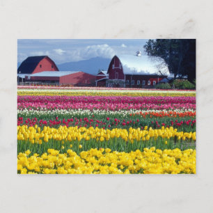 Carte Postale Champ de tulipes