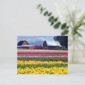 Carte Postale Champ de tulipes (Debout devant)