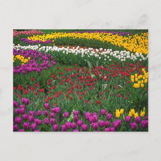 Carte Postale Champ de tulipes (Devant)