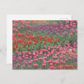 Carte Postale Champ De Tulipes (Devant / Derrière)