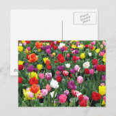 Carte Postale Champ de tulipes colorées (Devant / Derrière)