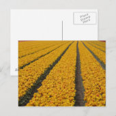 Carte Postale Champ de tulipes, Pays-Bas (Devant / Derrière)