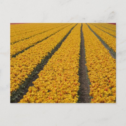 Carte Postale Champ de tulipes, Pays-Bas (Devant)
