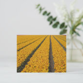 Carte Postale Champ de tulipes, Pays-Bas (Debout devant)