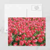 Carte Postale Champ de tulipes roses (Devant / Derrière)