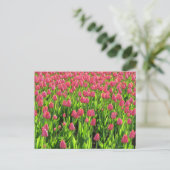 Carte Postale Champ de tulipes roses (Debout devant)