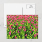 Carte Postale Champ de tulipes roses (Devant / Derrière)