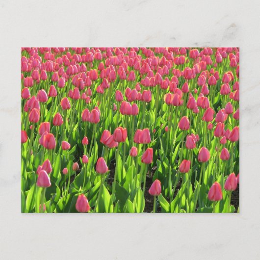 Carte Postale Champ de tulipes roses (Devant)
