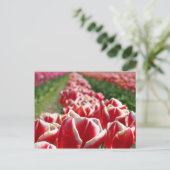 Carte Postale Champ de tulipes rouges et blanches (Debout devant)
