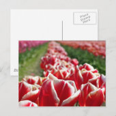 Carte Postale Champ de tulipes rouges et blanches (Devant / Derrière)