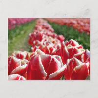 Champ de tulipes rouges et blanches