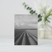 Carte Postale Champ déroulé (Debout devant)