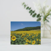 Carte Postale Champ des tournesols (Debout devant)