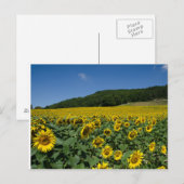 Carte Postale Champ des tournesols (Devant / Derrière)