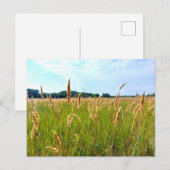 Carte Postale Champ d'été doré (Devant / Derrière)
