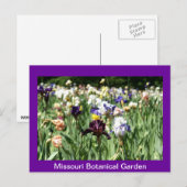 Carte Postale Champ d'Irises (Devant / Derrière)