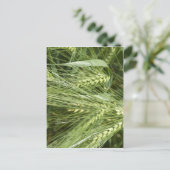 Carte Postale Champ d'orge (Debout devant)