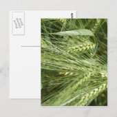 Carte Postale Champ d'orge (Devant / Derrière)