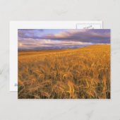 Carte Postale Champ d'orge de mûrissement le long de la roche (Devant / Derrière)