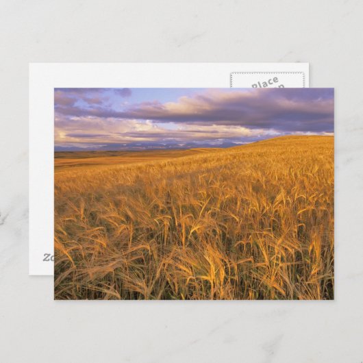 Carte Postale Champ d'orge de mûrissement le long de la roche (Devant / Derrière)