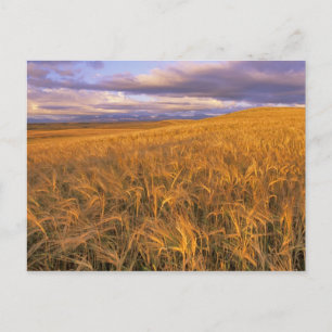 Carte Postale Champ d'orge en maturation le long des montagnes R