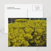 Carte Postale Champ Forsythia (Devant / Derrière)