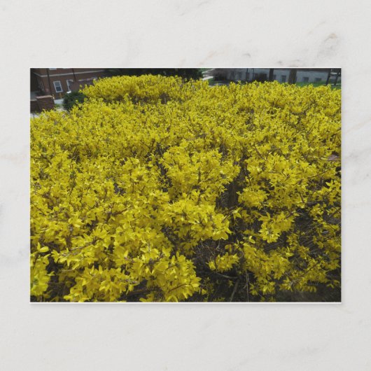 Carte Postale Champ Forsythia (Devant)