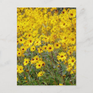 Carte Postale Champ Gai De Fleurs Jaunes