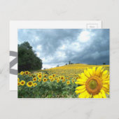 Carte Postale Champ jaune (Devant / Derrière)