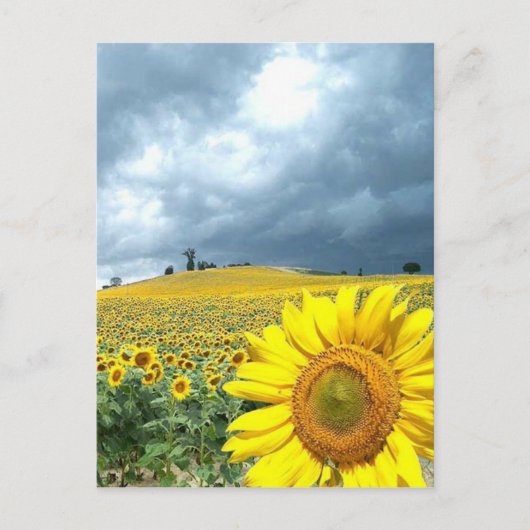Carte Postale Champ jaune (Devant)