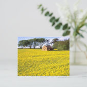 Carte Postale Champ jaune de colza dans le North Yorkshire (Debout devant)
