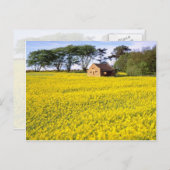 Carte Postale Champ jaune de colza dans le North Yorkshire (Devant / Derrière)