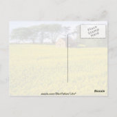 Carte Postale Champ jaune de colza dans le North Yorkshire (Dos)