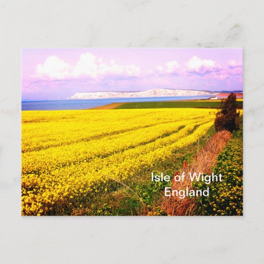 Carte Postale Champ jaune et falaises blanches de l'île de Wight (Devant)