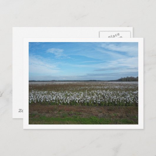 Carte Postale Champ la Floride de coton (Devant / Derrière)