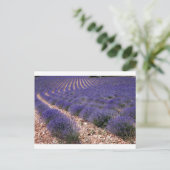 Carte Postale Champ Lavender (Debout devant)