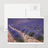 Carte Postale Champ Lavender (Devant / Derrière)