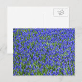 Carte Postale Champ Lavender (Devant / Derrière)