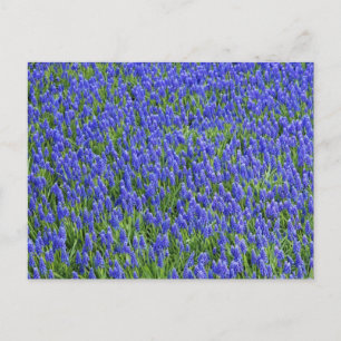Carte Postale Champ Lavender