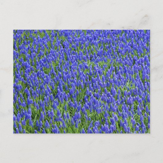 Carte Postale Champ Lavender (Devant)