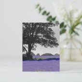 Carte Postale Champ Lavender anglais (Debout devant)