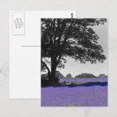 Carte Postale Champ Lavender anglais (Devant / Derrière)