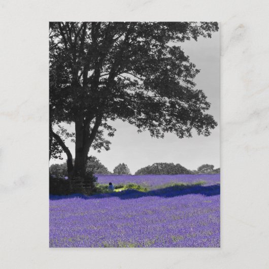 Carte Postale Champ Lavender anglais (Devant)