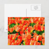 Carte Postale Champ orange de tulipes (Devant / Derrière)