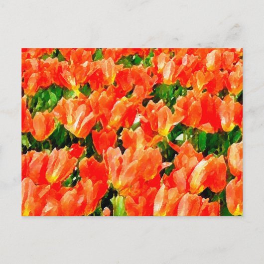 Carte Postale Champ orange de tulipes (Devant)